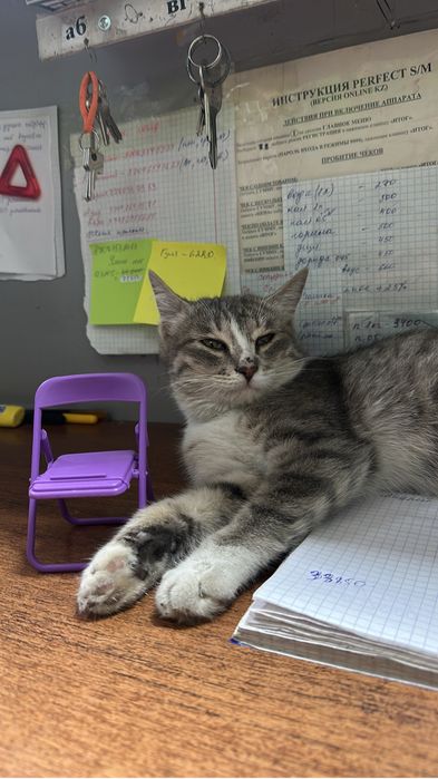 Кошечка ищет дом срочно