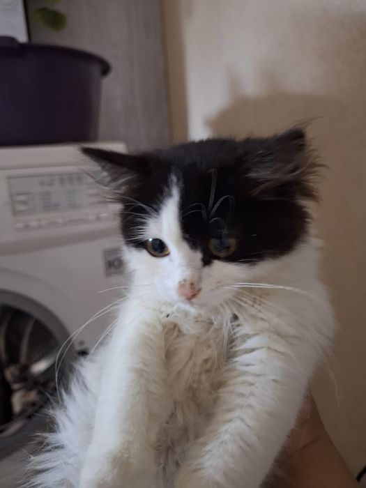 Отдам котенка , найденыша