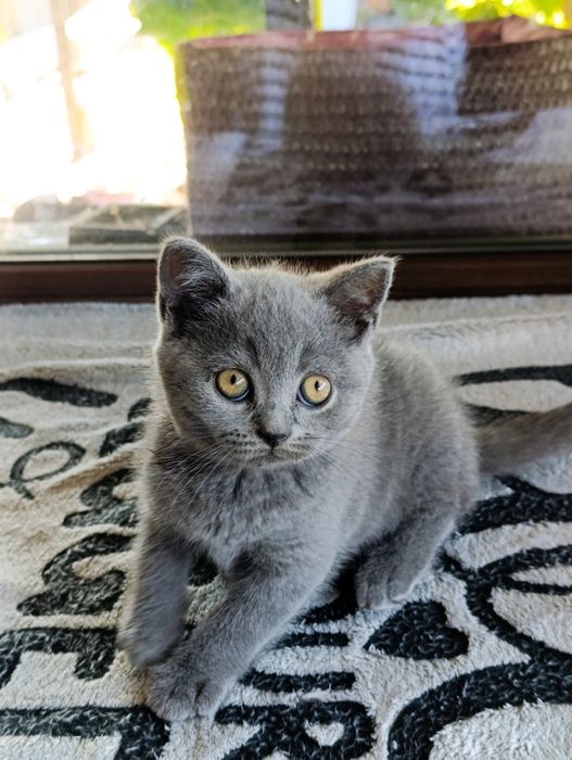 Băiețel British shorthair