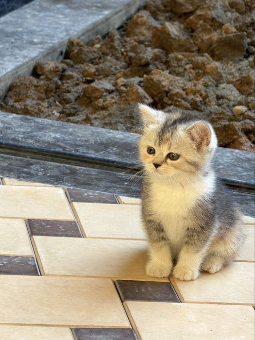 Продаются котята!