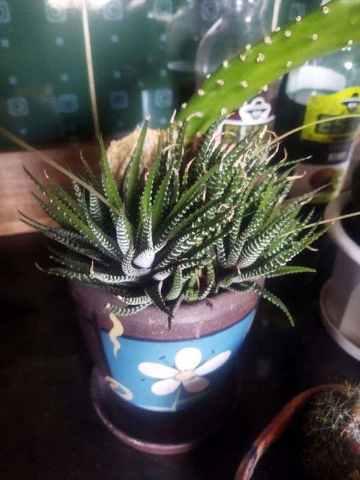 Продам  суккуленты разные