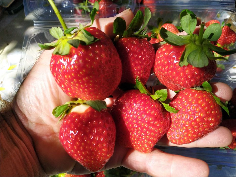 Ягоди разсад - лятна кампания