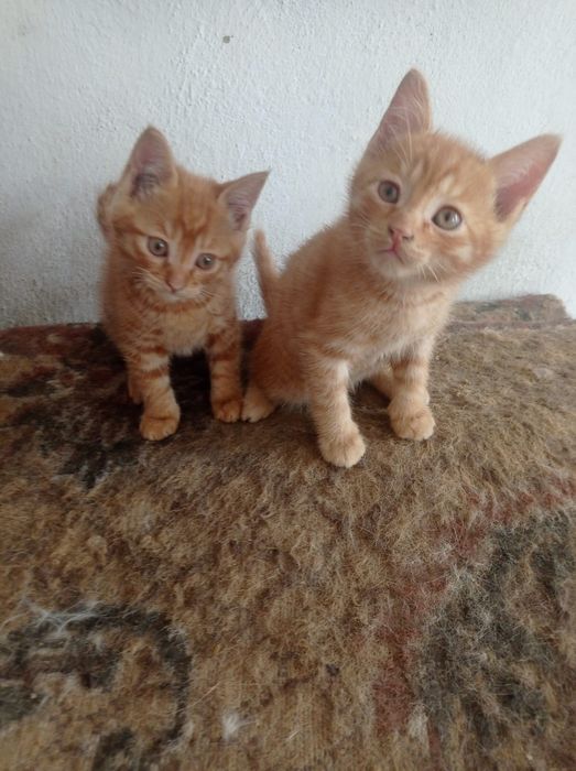 Бесплатно котята