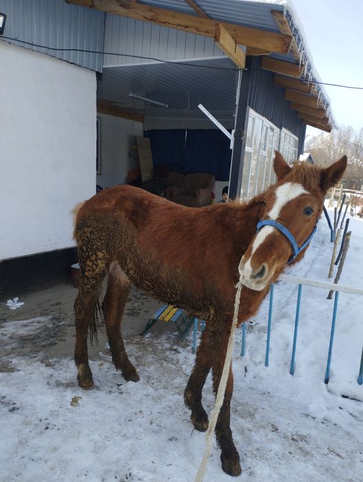 Продам лошадь жебчика