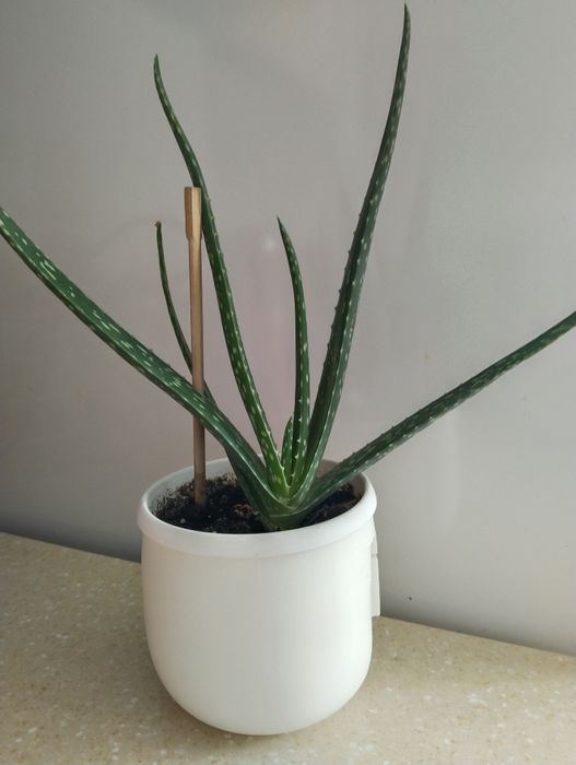 Алое вера разные