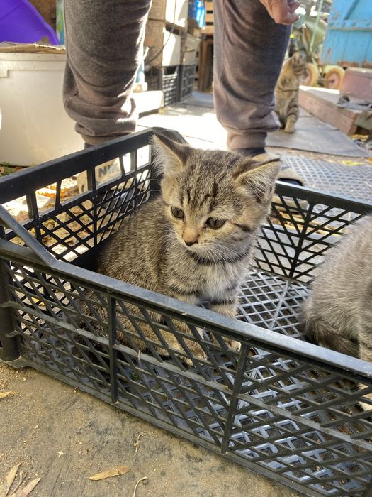 Отдам котят в хорошие руки