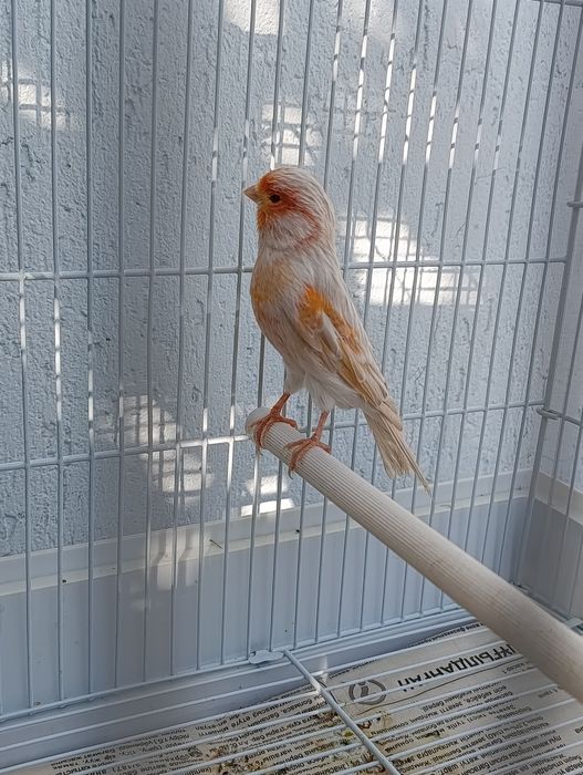 Канарейка сатинет