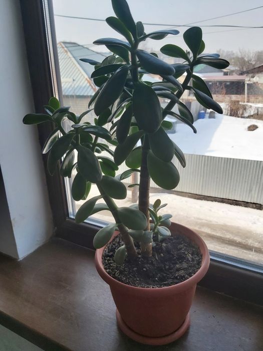 Продам цветы комнатные