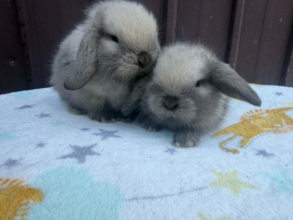 Vând pui de berbec pitic holland lop