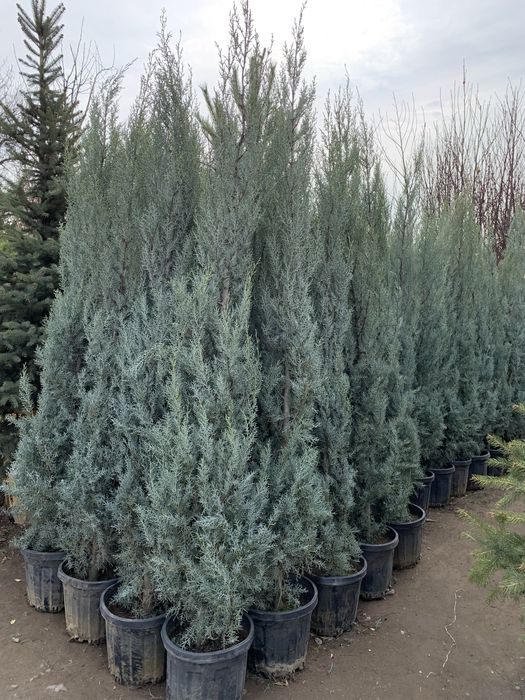 Кипарисы  турецки  аризонка