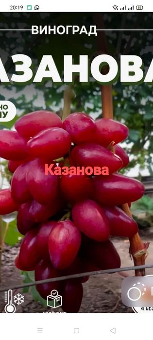 Продам саженец виноград