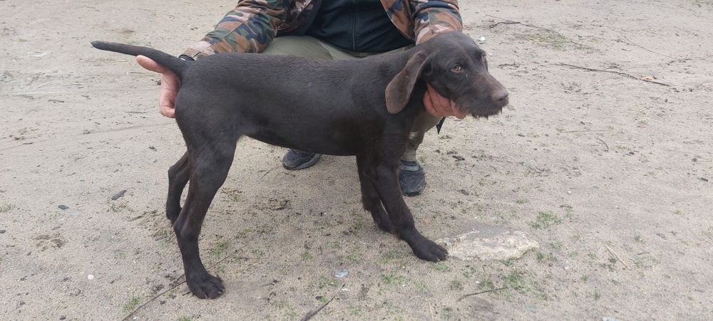 Brac german : vârstă 5 luni