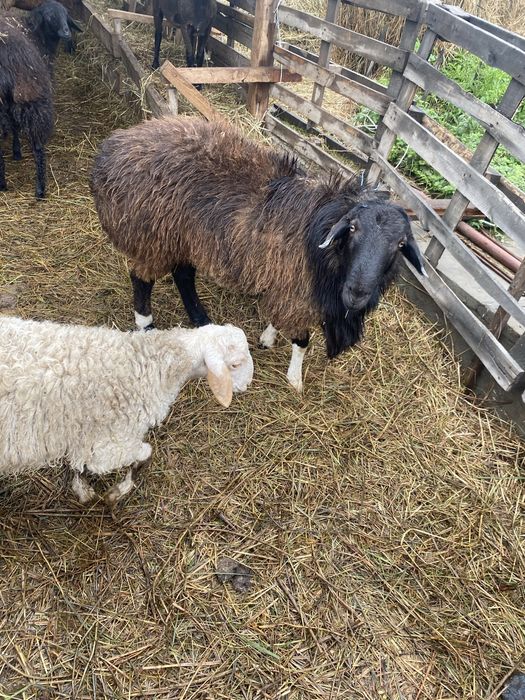 Продам кошкара.