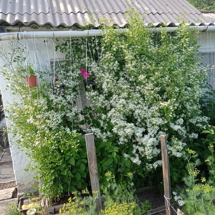 Прода м дачу сад Южной