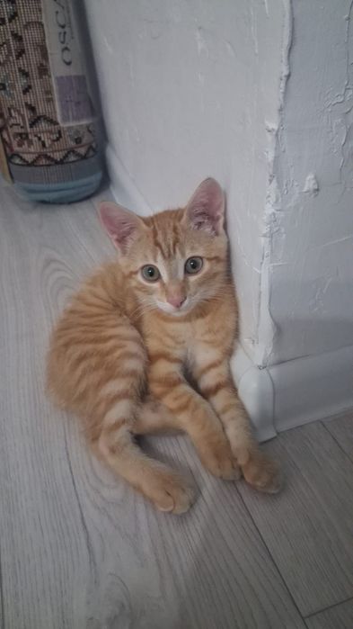 Отдам котёнка в частный дом в надёжные руки.