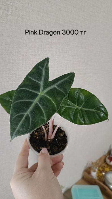 Алоказии, монстера адансони, спатифилум