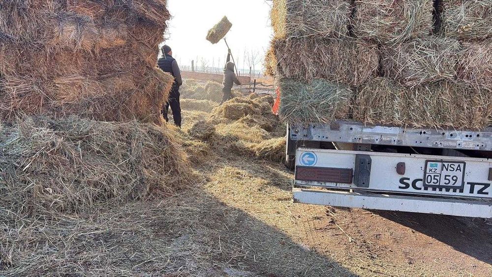 продам сено тюки