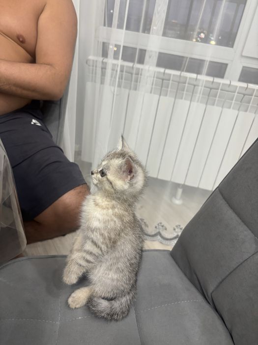 Британские котята