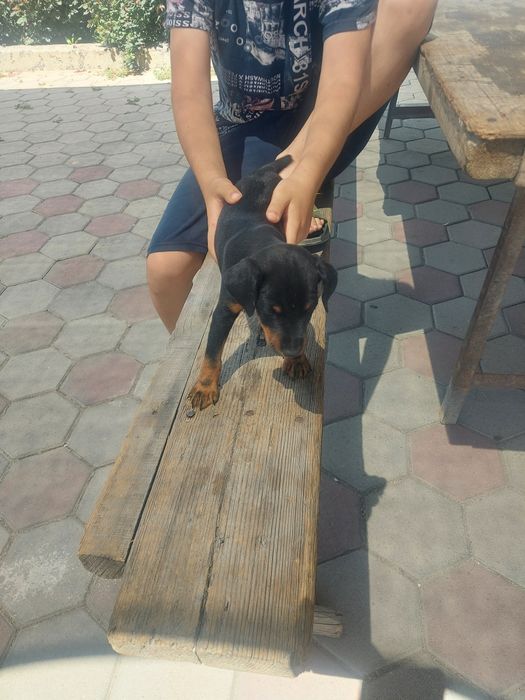 Резерв Ягдтерьер  щенки Родословные