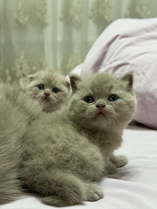 Skotish fold, skotsh strayt  1oylik sotiladi rangi seriy, qiz bola