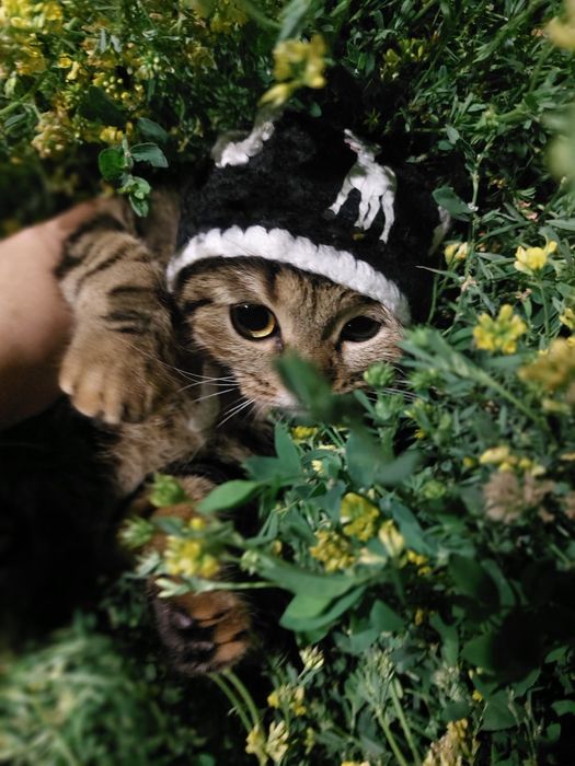 Отдам в добрые руки кошку