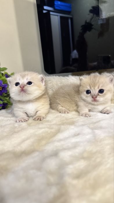 Munchkin манчкин