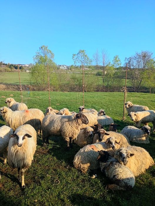 Vând berbec sufflok stramior