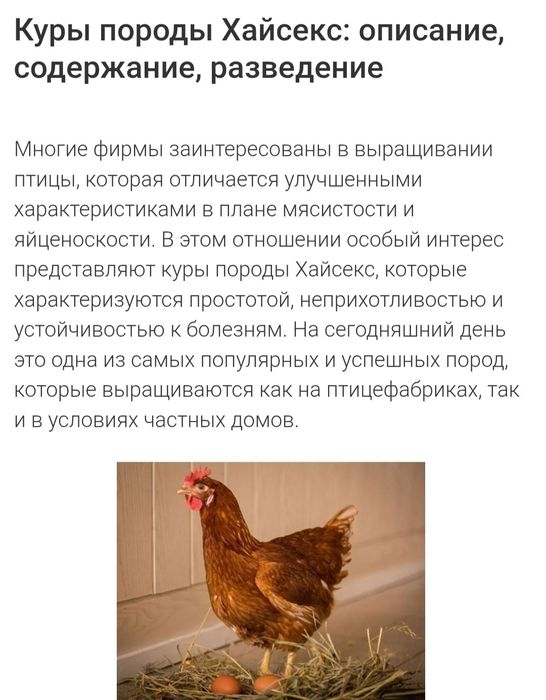 Принимаю заказы цыплят.