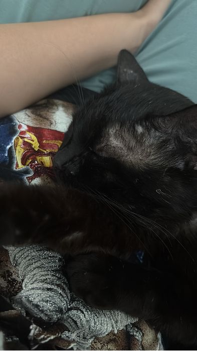 Кошка черный 2 года