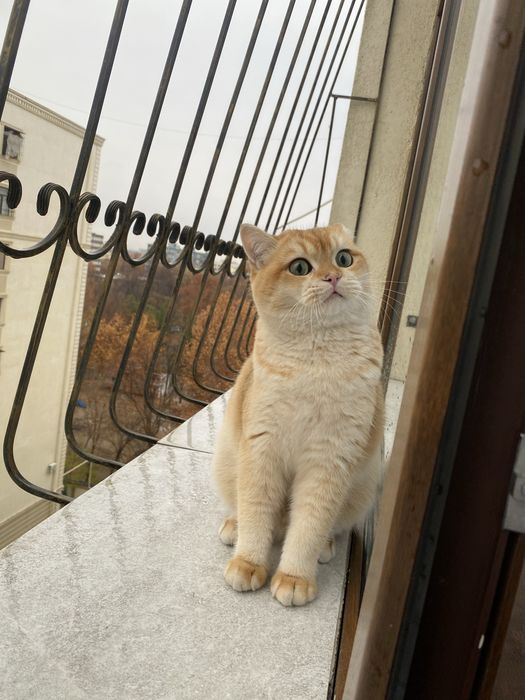 Британская Золотая Шиншила