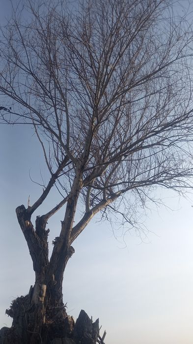 O'tin (tarosha) juda qalin daraxt. Kesib olib ketish.