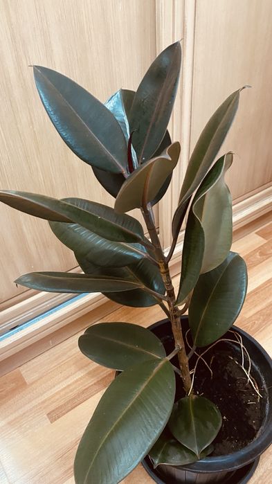 Продам домашнее растение фикус