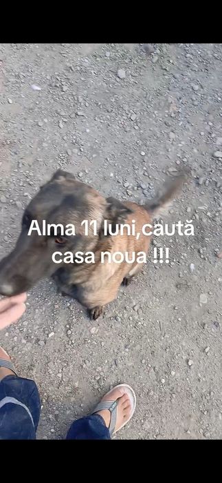 De vanzare păsări si porumbei ornament