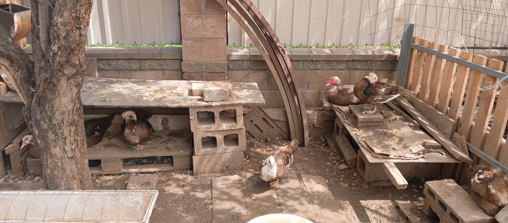 Инкубационное яйцо индоуток