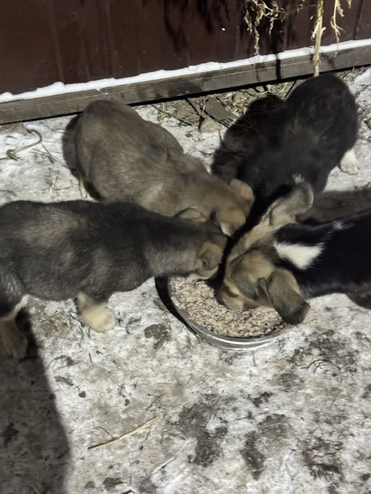 Привезу щенков в любой район города