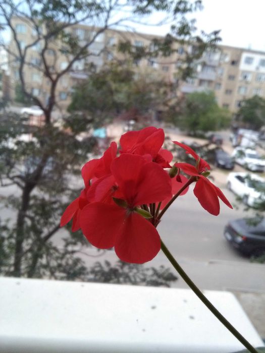 Красавица герань.
