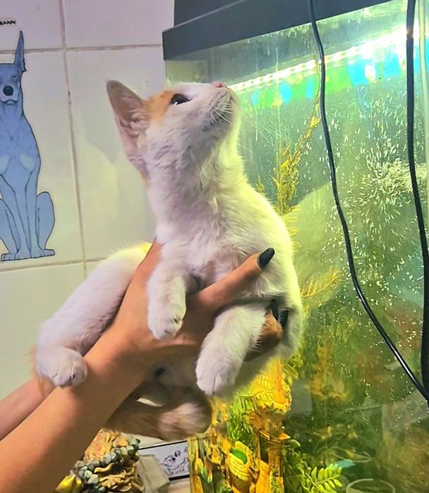 Кошечка срочно ищет дом!