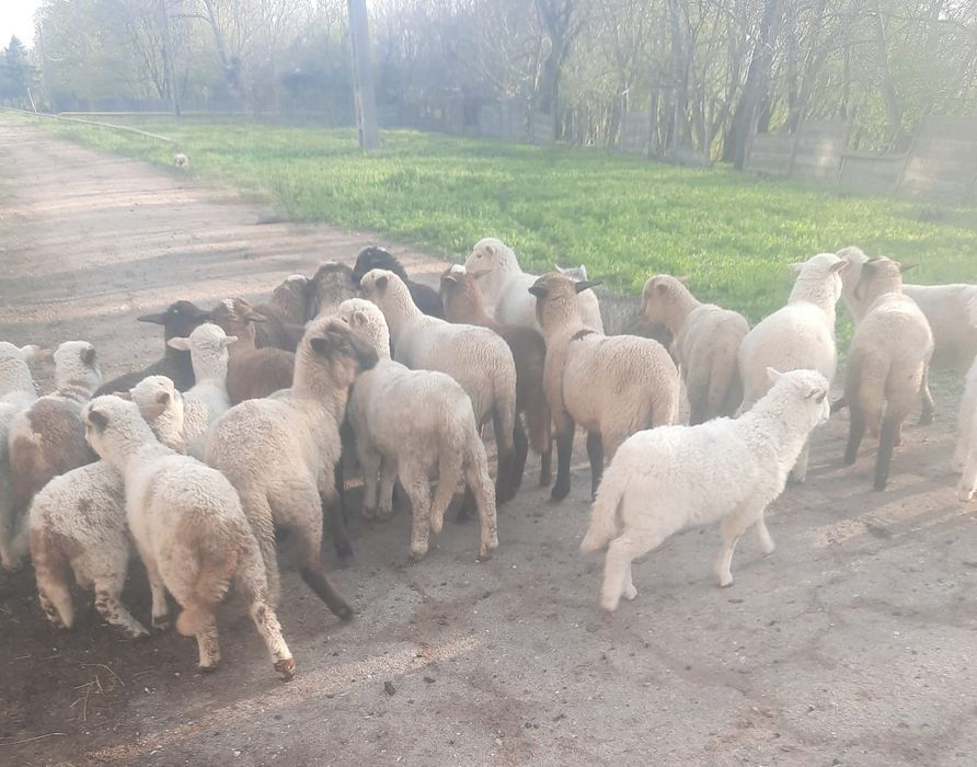 Vand berbecuti  si mieluțe