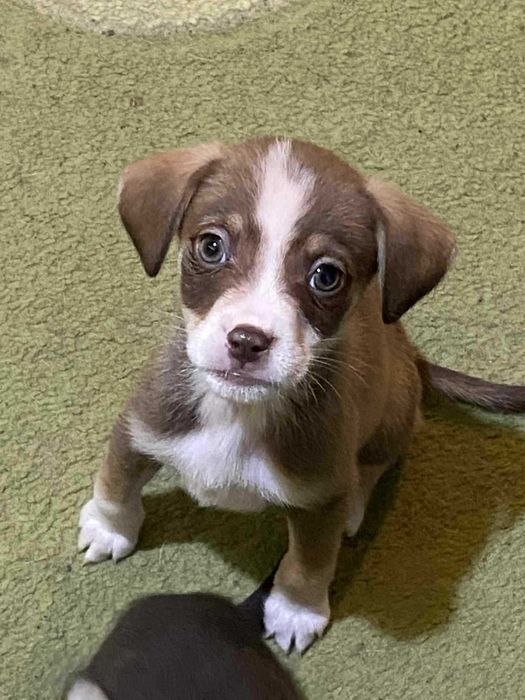 Подаряват се малки кученца