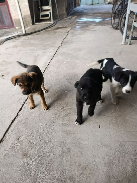 Отдам даром щенков в хорошие руки