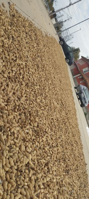 Фъстъци български