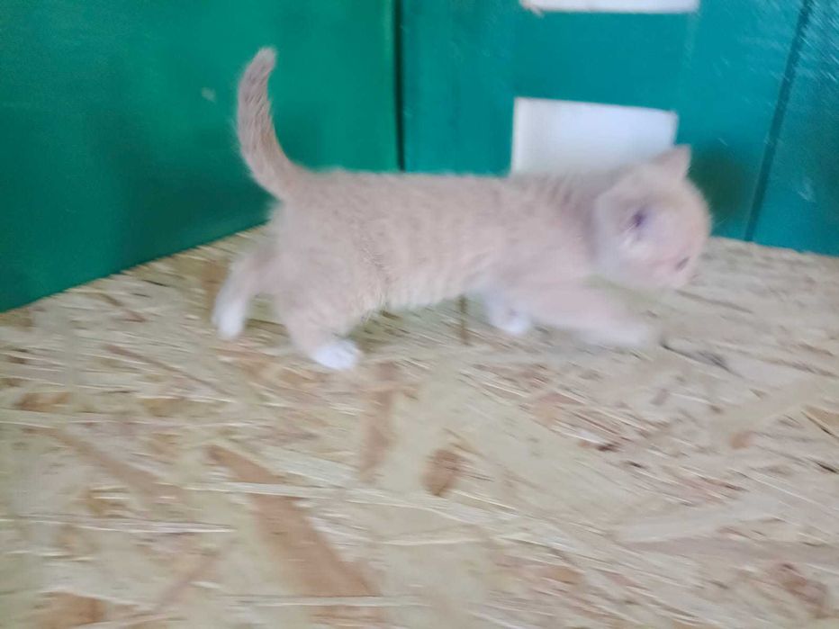 Отдадим милых котят срочно
