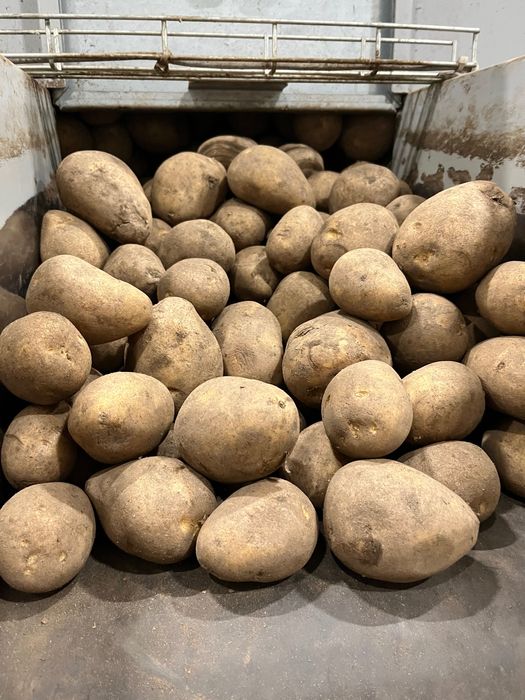 Продам картофель оптом