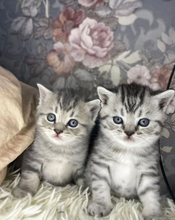 Британские котята