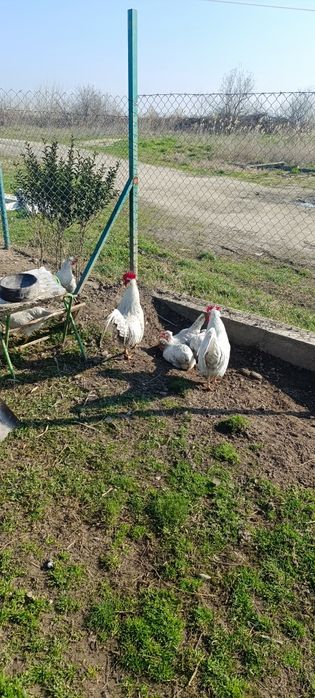 Яйца за люпене от легбар опал , легбар крем и австралорп