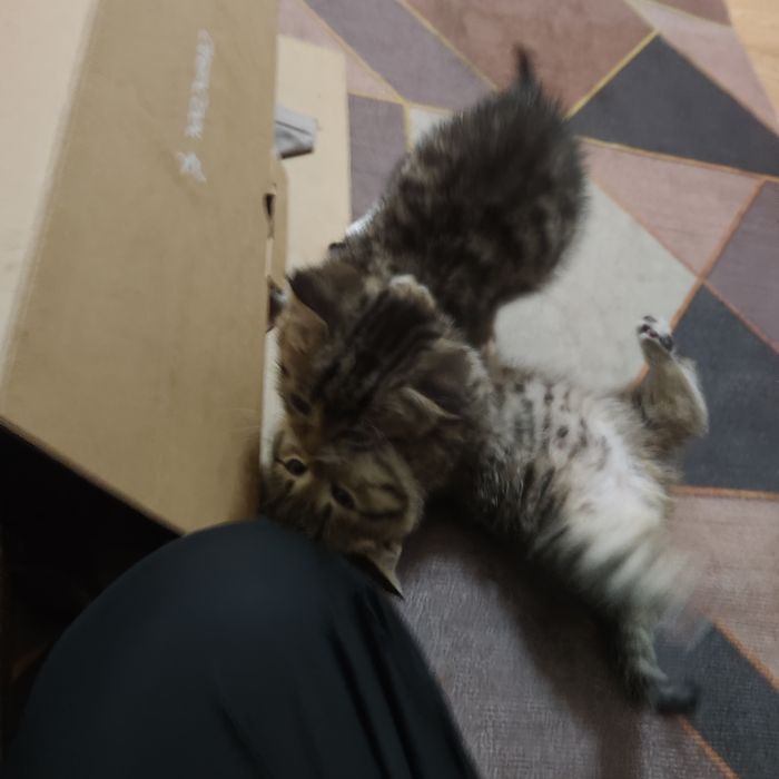 Отдам Котенки в хорошие руки