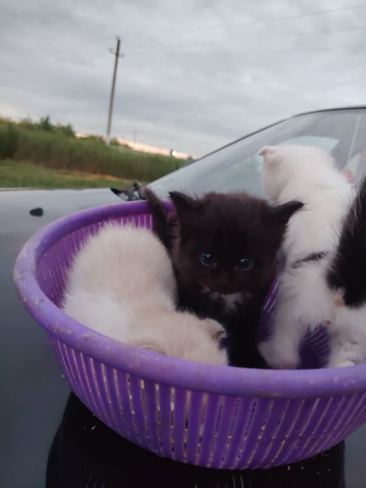 В добрые руки котята мальчики