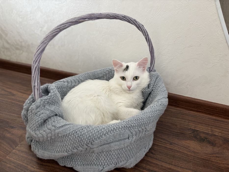 Кот в добрые руки