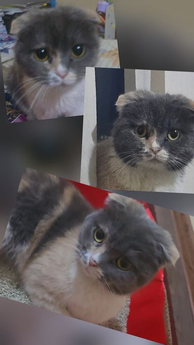 Ismi Nora aqlli mushukcha