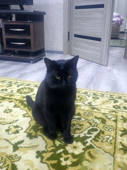 Qora mushuk 4oylik hadya qilaman yaxshi odamlarga